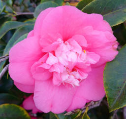 Camellia